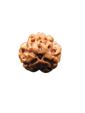 3-Mukhi-Rudraksha
