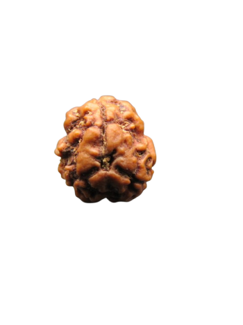 3-Mukhi-Rudraksha
