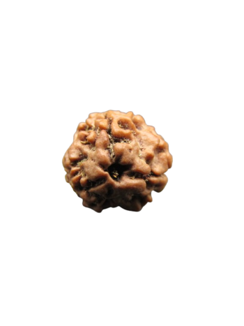 3-Mukhi-Rudraksha