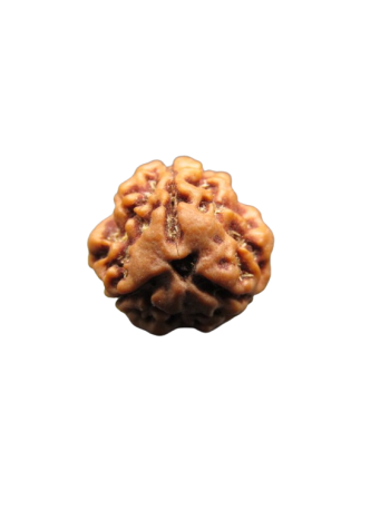 3-Mukhi-Rudraksha
