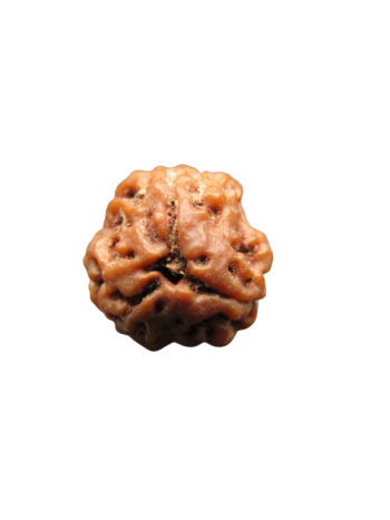 3-Mukhi-Rudraksha