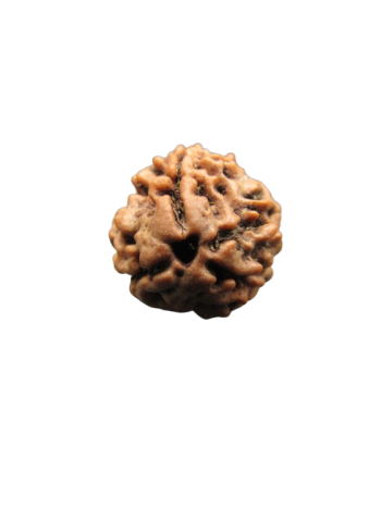 3-Mukhi-Rudraksha
