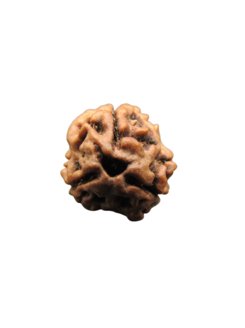 3-Mukhi-Rudraksha
