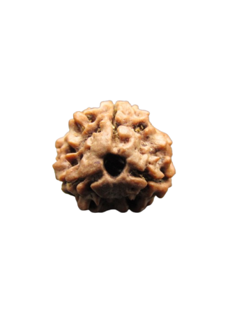 3-Mukhi-Rudraksha