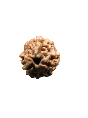 3-Mukhi-Rudraksha
