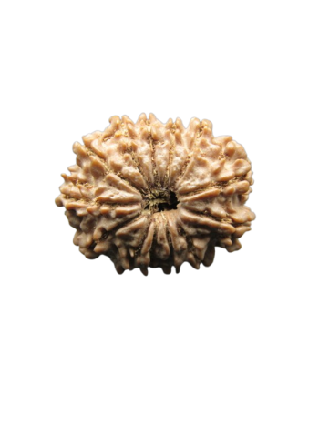 13-Mukhi-Rudraksha