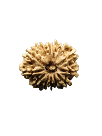13-Mukhi-Rudraksha