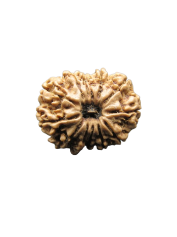 13-Mukhi-Rudraksha