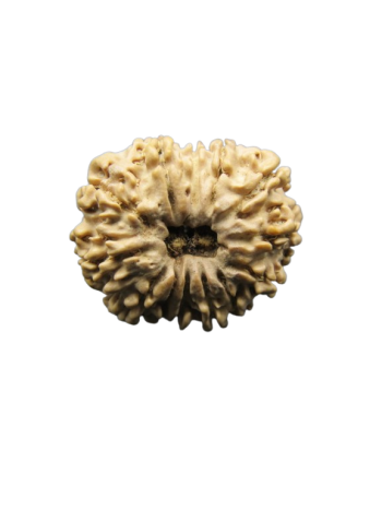 13-Mukhi-Rudraksha
