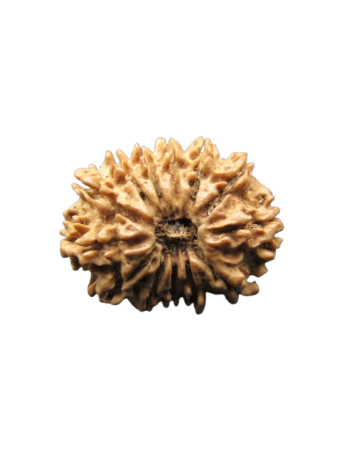 13-Mukhi-Rudraksha
