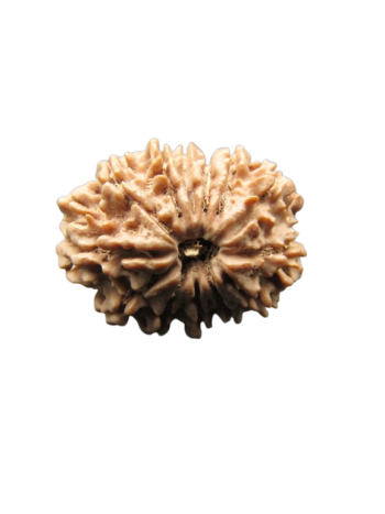 13-Mukhi-Rudraksha