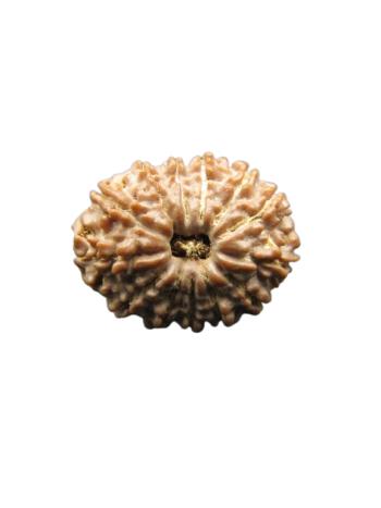 13-Mukhi-Rudraksha