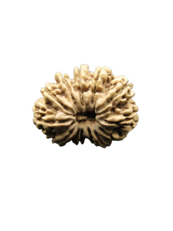 13-Mukhi-Rudraksha