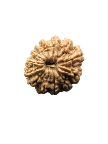 13-Mukhi-Rudraksha