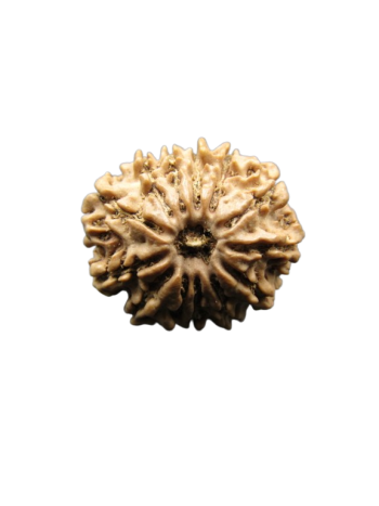 13-Mukhi-Rudraksha