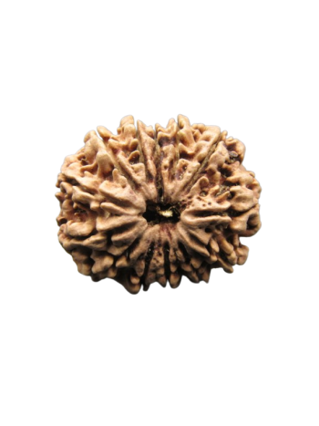 13-Mukhi-Rudraksha