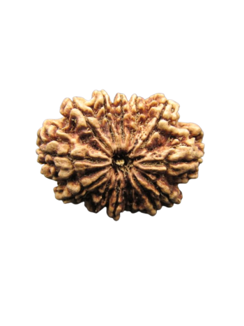 13-Mukhi-Rudraksha