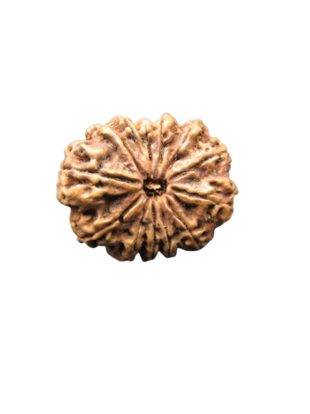 13-Mukhi-Rudraksha