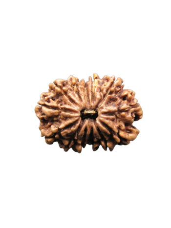 13-Mukhi-Rudraksha