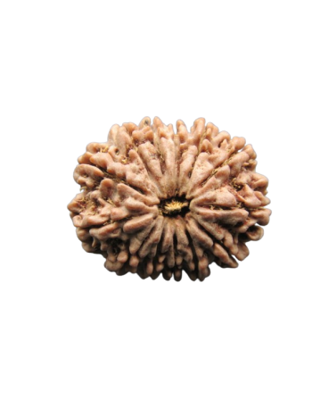 13-Mukhi-Rudraksha