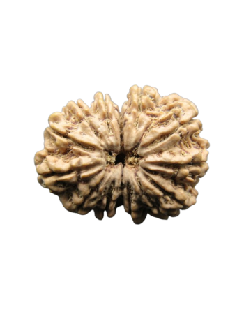 13-Mukhi-Rudraksha