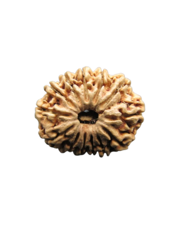 13-Mukhi-Rudraksha