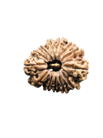 13-Mukhi-Rudraksha