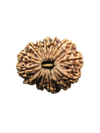 13-Mukhi-Rudraksha