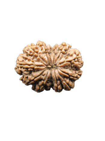 13-Mukhi-Rudraksha