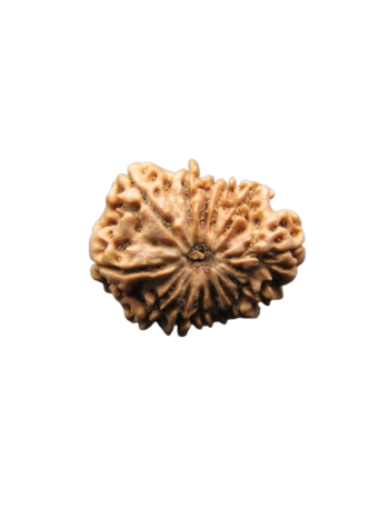 13-Mukhi-Rudraksha