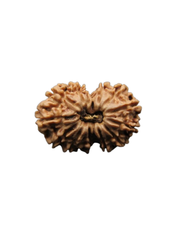 13-Mukhi-Rudraksha