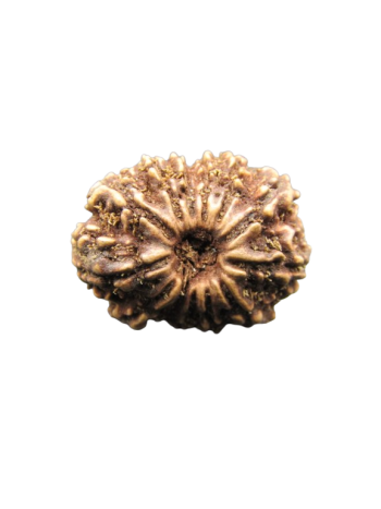 13-Mukhi-Rudraksha