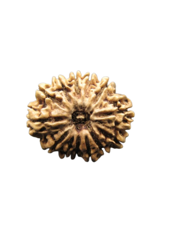 13-Mukhi-Rudraksha
