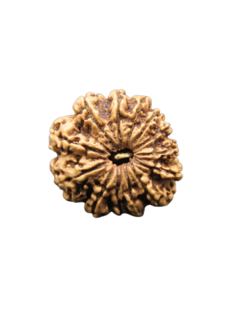 13-Mukhi-Rudraksha