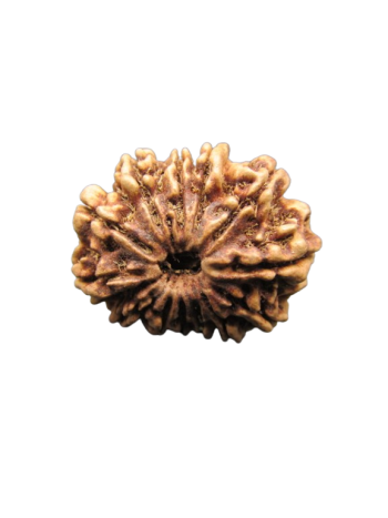 13-Mukhi-Rudraksha