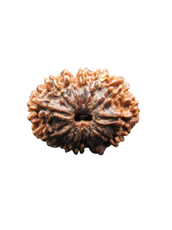 13-Mukhi-Rudraksha