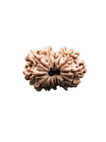 13-Mukhi-Rudraksha