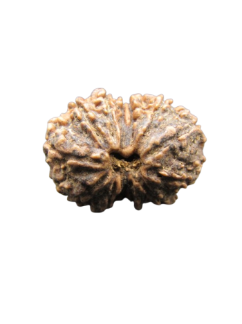 13-Mukhi-Rudraksha