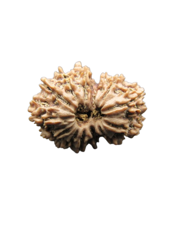 13-Mukhi-Rudraksha