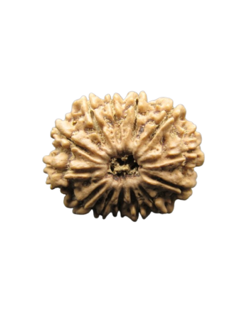 13-Mukhi-Rudraksha