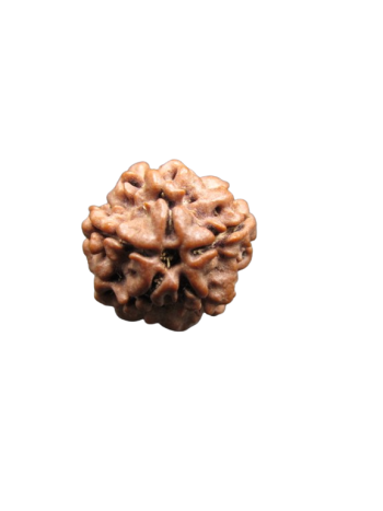 Nirmukhi-Rudraksha