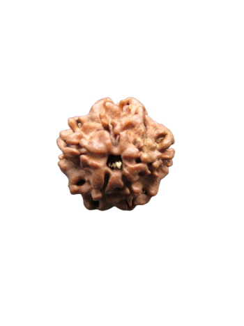 Nirmukhi-Rudraksha