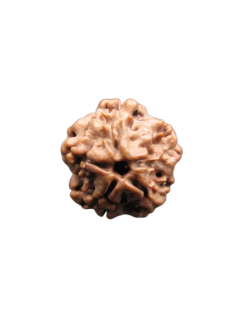 Nirmukhi-Rudraksha