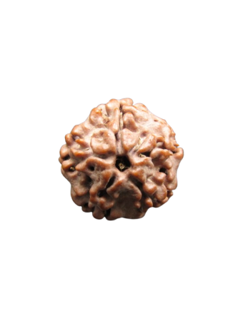 Nirmukhi-Rudraksha
