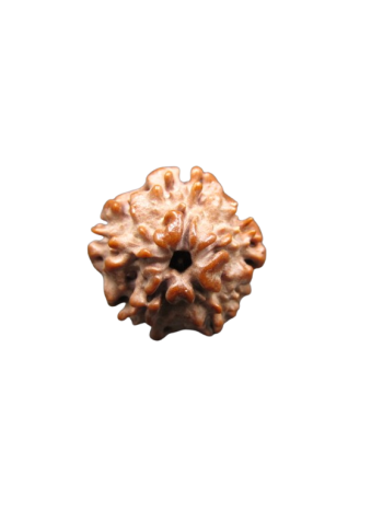Nirmukhi-Rudraksha