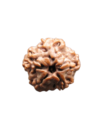 Nirmukhi-Rudraksha