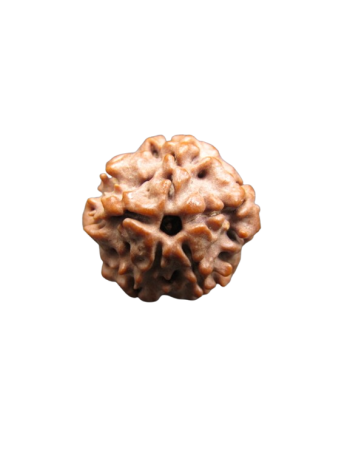 Nirmukhi-Rudraksha