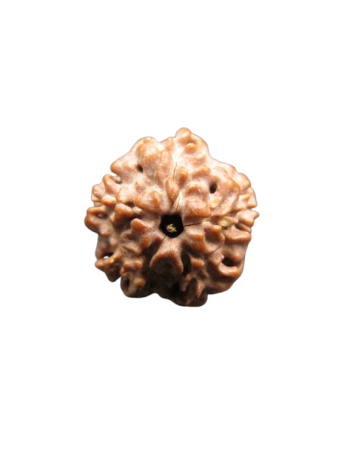 Nirmukhi-Rudraksha