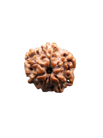 Nirmukhi-Rudraksha