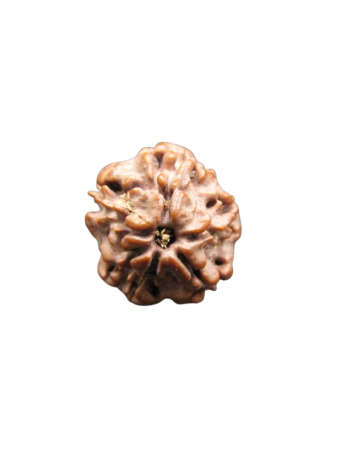Nirmukhi-Rudraksha